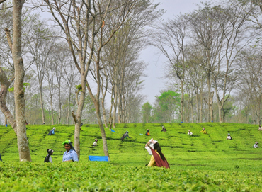 Himachal Group Tour 